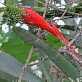 Angiospermes Monocotylédones - Poales : broméliacée