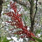 Angiospermes Monocotyl&#233;dones - Poales : brom&#233;liac&#233;e