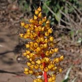 Angiospermes Monocotyl&#233;dones - Poales : brom&#233;liac&#233;e
