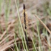Angiospermes Monocotyl&#233;dones - Poales : cyp&#233;rac&#233;es