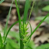 Angiospermes Monocotyl&#233;dones - Poales : cyp&#233;rac&#233;es