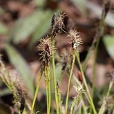 Angiospermes Monocotylédones - Poales : cypéracées