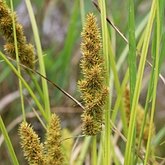 Angiospermes Monocotyl&#233;dones - Poales : cyp&#233;rac&#233;es