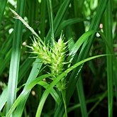 Angiospermes Monocotyl&#233;dones - Poales : cyp&#233;rac&#233;es