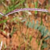 Angiospermes Monocotyl&#233;dones - Poales : gramin&#233;es