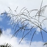 Angiospermes Monocotylédones - Poales : graminées