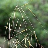 Angiospermes Monocotylédones - Poales : graminées