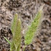 Angiospermes Monocotyl&#233;dones - Poales : gramin&#233;es