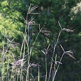 Angiospermes Monocotyl&#233;dones - Poales : gramin&#233;es