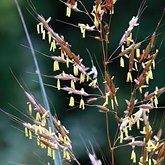 Angiospermes Monocotyl&#233;dones - Poales : gramin&#233;es