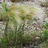 Angiospermes Monocotylédones - Poales : graminées