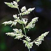 Angiospermes Monocotylédones - Poales : graminées