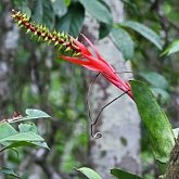 Angiosperms Monocots - Poales: Bromeliads