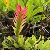 Angiosperms Monocots - Poales: Bromeliads