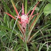 Angiosperms Monocots - Poales: Bromeliads
