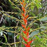 Angiosperms Monocots - Poales: Bromeliads