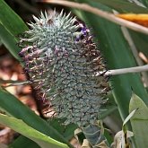 Angiosperms Monocots - Poales: Bromeliads