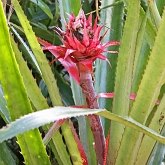 Angiosperms Monocots - Poales: Bromeliads