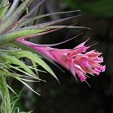 Angiosperms Monocots - Poales: Bromeliads