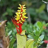 Angiospermas Monocotiled&#244;neas - Poales: Brom&#233;lias