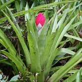 Angiospermas Monocotiled&#244;neas - Poales: Brom&#233;lias