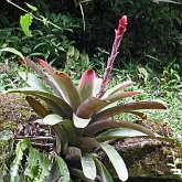 Angiospermas Monocotiledôneas - Poales: Bromélias