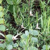 Angiospermas Monocotiledôneas - Poales: Ciperáceas
