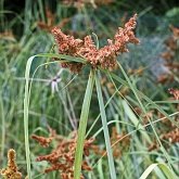 Angiospermas Monocotiledôneas - Poales: Ciperáceas