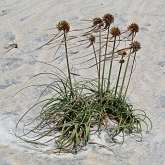 Angiospermas Monocotiled&#244;neas - Poales: Ciper&#225;ceas