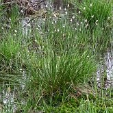 Angiospermas Monocotiledôneas - Poales: Ciperáceas