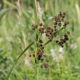 Angiospermas Monocotiled&#244;neas - Poales: Ciper&#225;ceas