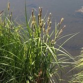Angiospermas Monocotiled&#244;neas - Poales: Ciper&#225;ceas