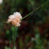 Angiospermas Monocotiledôneas - Poales: Ciperáceas