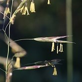 Angiospermas Monocotiled&#244;neas - Poales: Gram&#237;neas