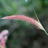 Angiosperms Monocots - Poales: Grasses