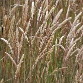 Angiosperms Monocots - Poales: Grasses