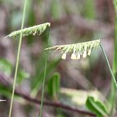 Angiosperms Monocots - Poales: Grasses