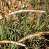 Angiosperms Monocots - Poales: Grasses