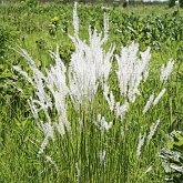 Angiosperms Monocots - Poales: Grasses