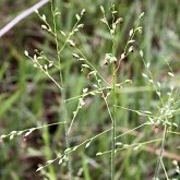 Angiosperms Monocots - Poales: Grasses