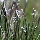Angiosperms Monocots - Poales: Grasses