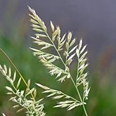 Angiosperms Monocots - Poales: Grasses