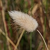 Angiosperms Monocots - Poales: Grasses