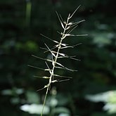 Angiosperms Monocots - Poales: Grasses
