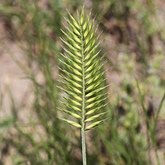 Angiosperms Monocots - Poales: Grasses