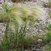 Angiosperms Monocots - Poales: Grasses