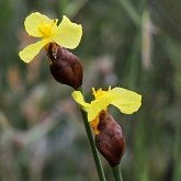 Angiospermas Monocotiled&#244;neas - Poales: Outros