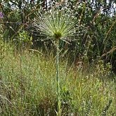 Angiospermas Monocotiled&#244;neas - Poales: Outros