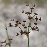 Angiospermas Monocotiled&#244;neas - Poales: Outros