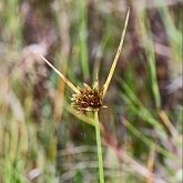 Angiosperms Monocots - Poales: Sedges